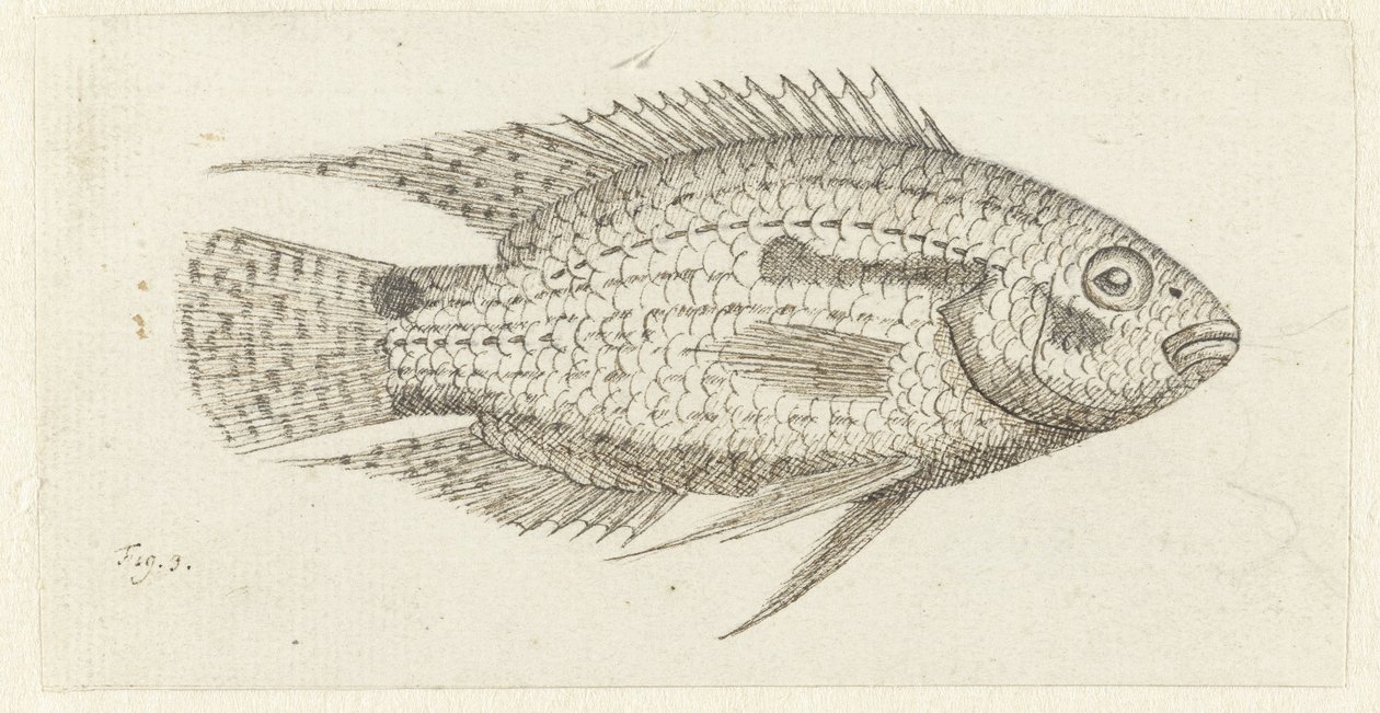Tropisk fisk Chromis epse av Johannes le Francq van Berkhey