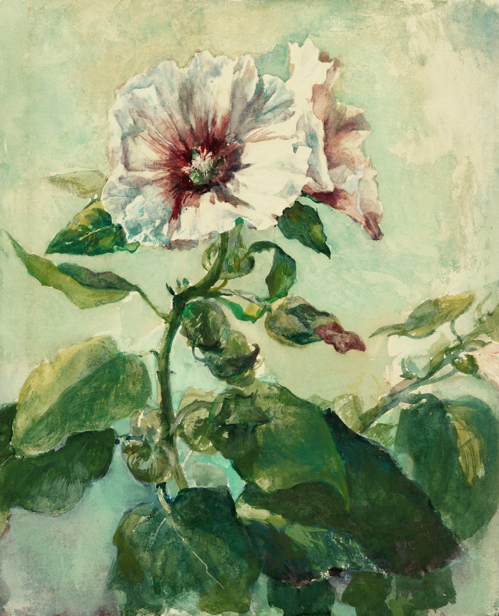 Studie av rosa stokkroser i sollys, fra naturen av John La Farge or Lafarge