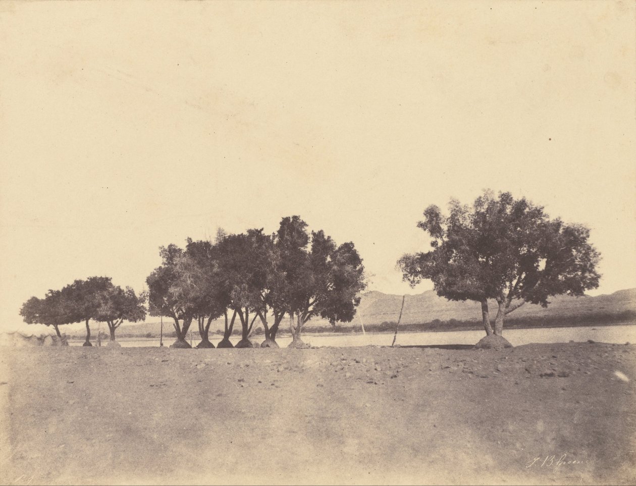 (Studier av sycomores, Korosko) av John Beasly Greene