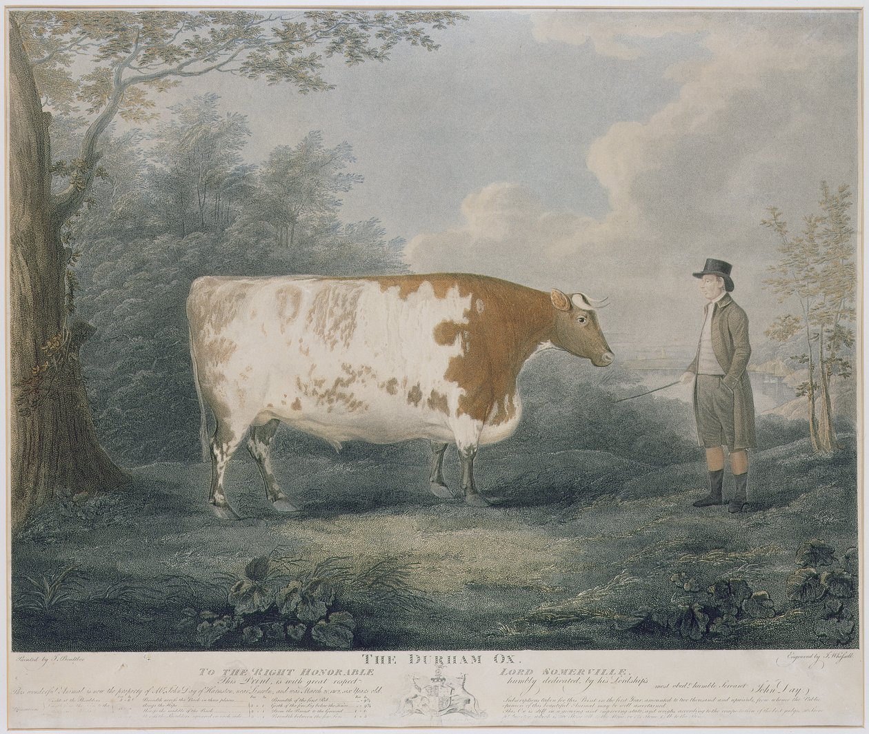Durham Ox, gravert av J. Wessel, 1802 (fargegravering) av John Boultbee