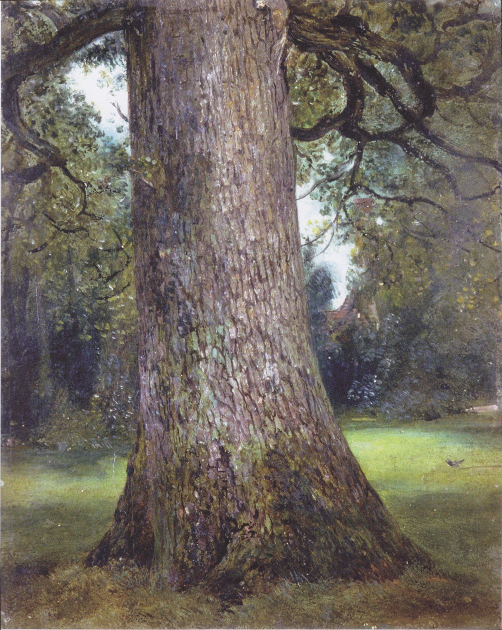 Studie av et almetre av John Constable