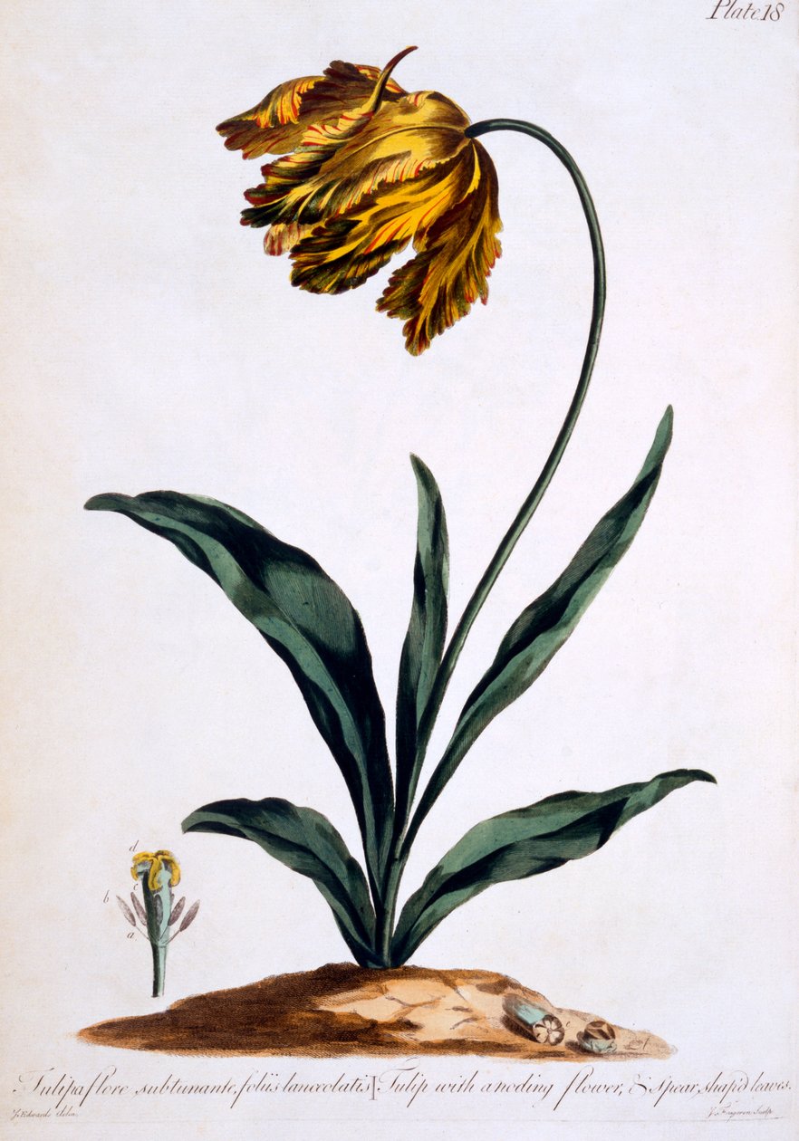 Tulipan med anoderende blomst og spydformede blader (Parrot Tulip), illustrasjon fra 