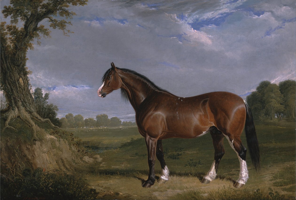 En Clydesdale hingst av John F. Herring