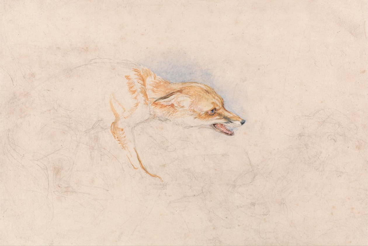 Study of a Crouching Fox, Facing Right av John Frederick Lewis