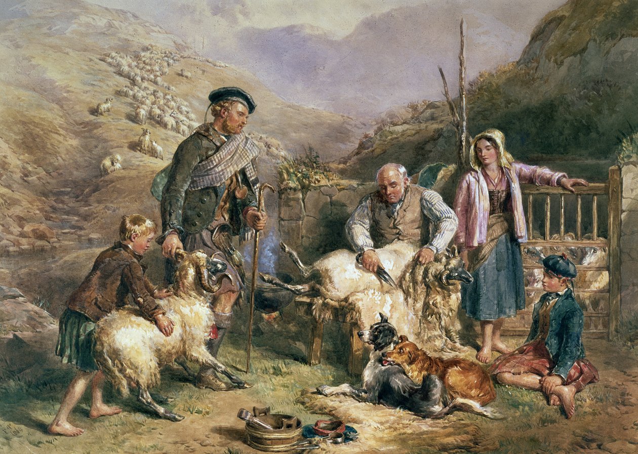Saueklipping av John Frederick Tayler