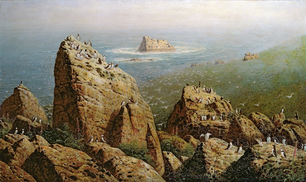 Lundefugler på Lundy Island av John George Naish