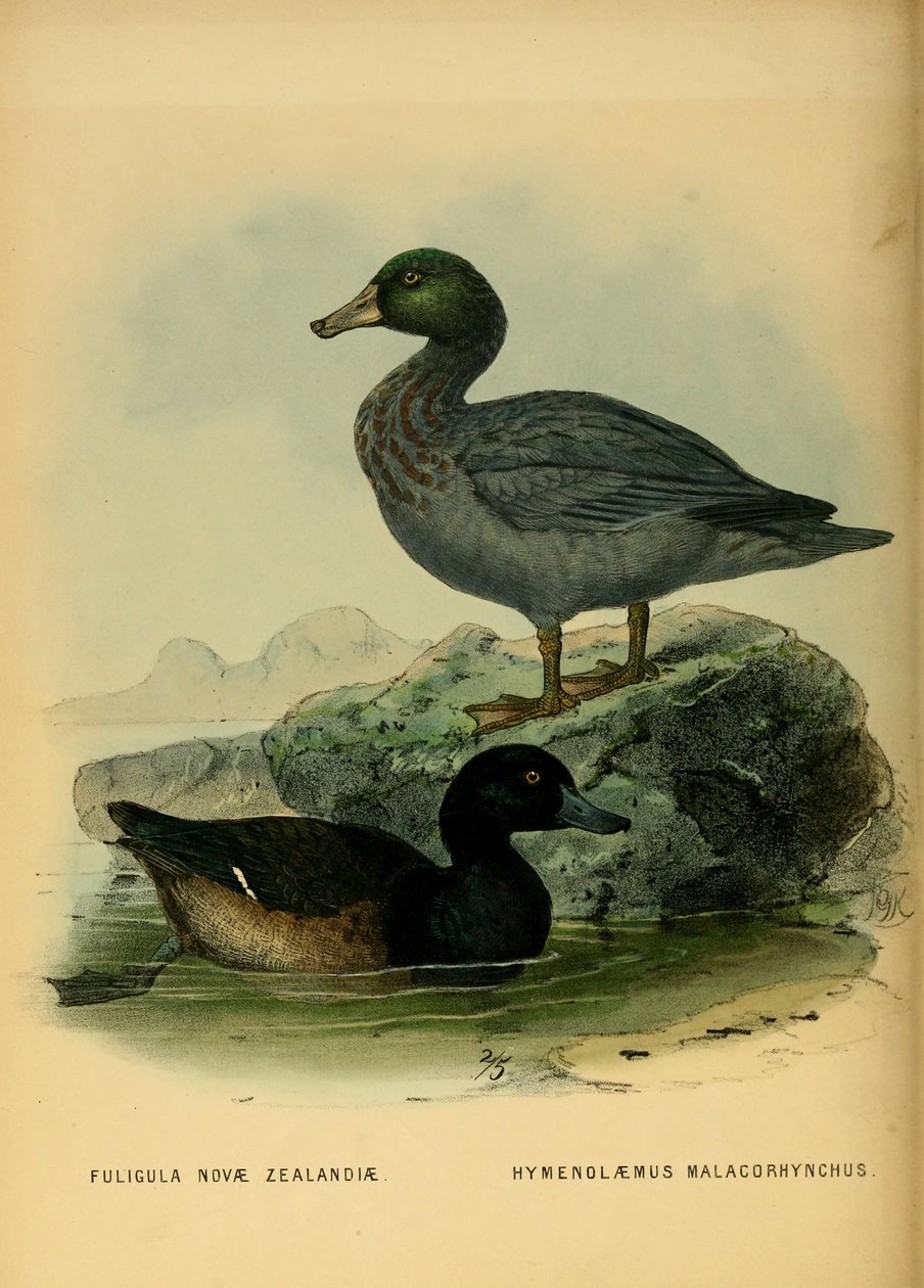 Illustrasjon av New Zealand Scaup og Blue and av John Gerrard Keulemans
