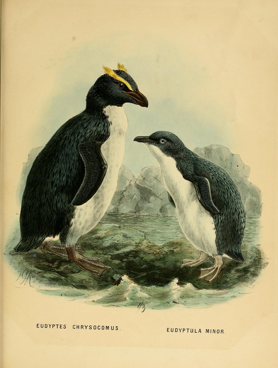 Illustrasjon av Rockhopper Penguin og Little Penguin av John Gerrard Keulemans