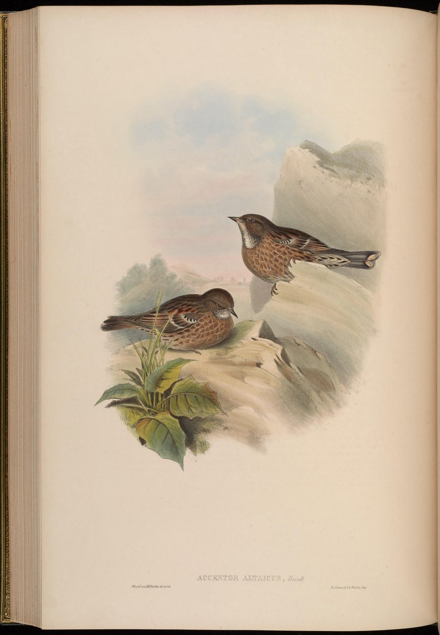 Accentor altaicus = Prunella himalayana av John Gould
