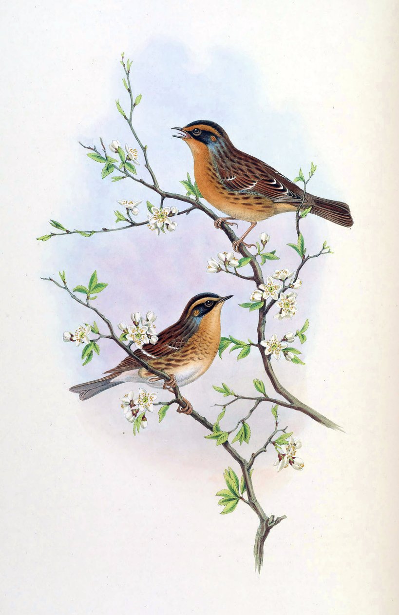 Accentor montanellus = Prunella montanella av John Gould