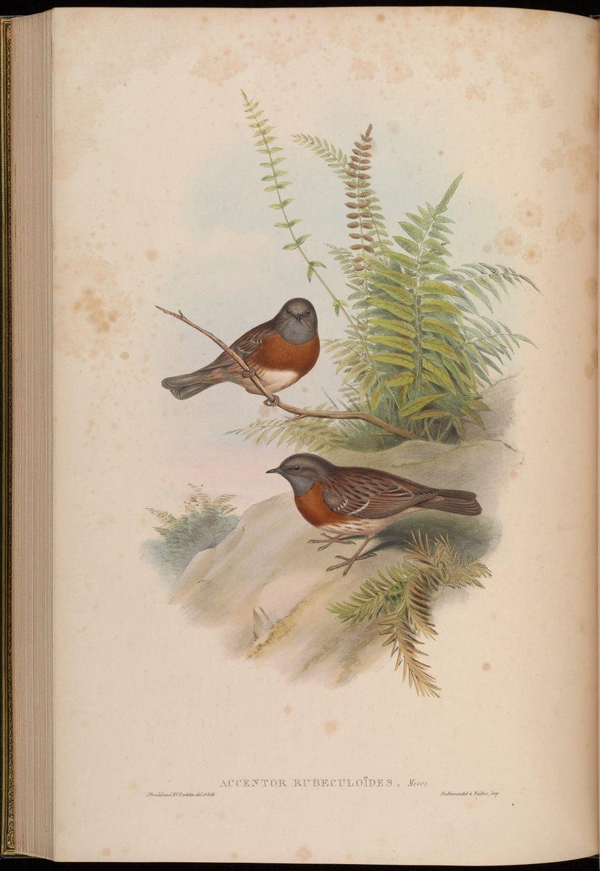 Accentor rubeculoides = Prunella rubeculoides av John Gould