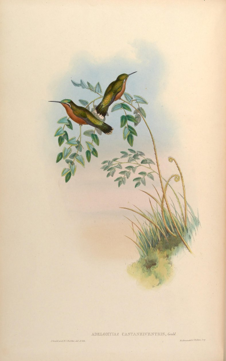 Adelomyia castaneiventris = Lampornis castaneoventris Hunn av John Gould