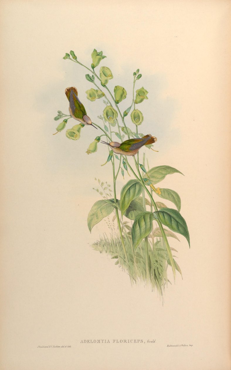 Adelomyia floriceps = Anthocephala floriceps av John Gould