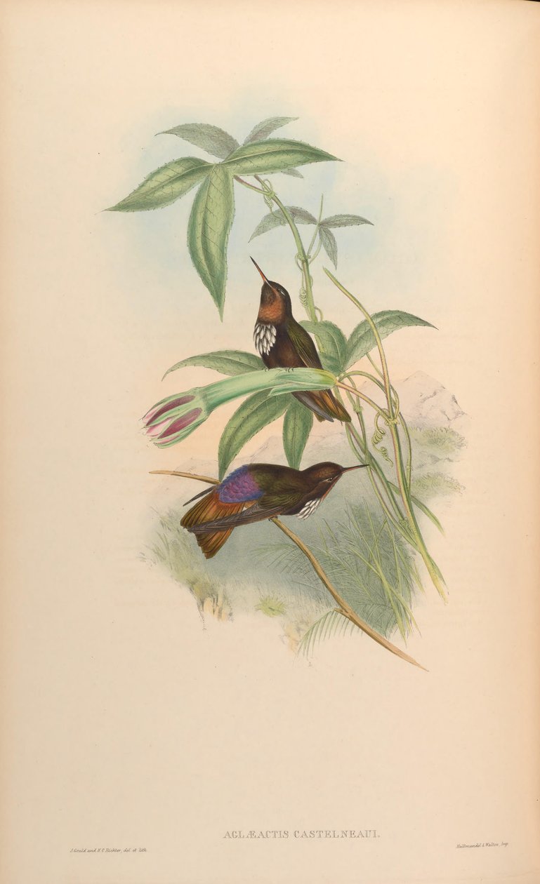 Aglaeactis castelnaui = Aglaeactis castelnaudii (som nevnt i selve boken) av John Gould