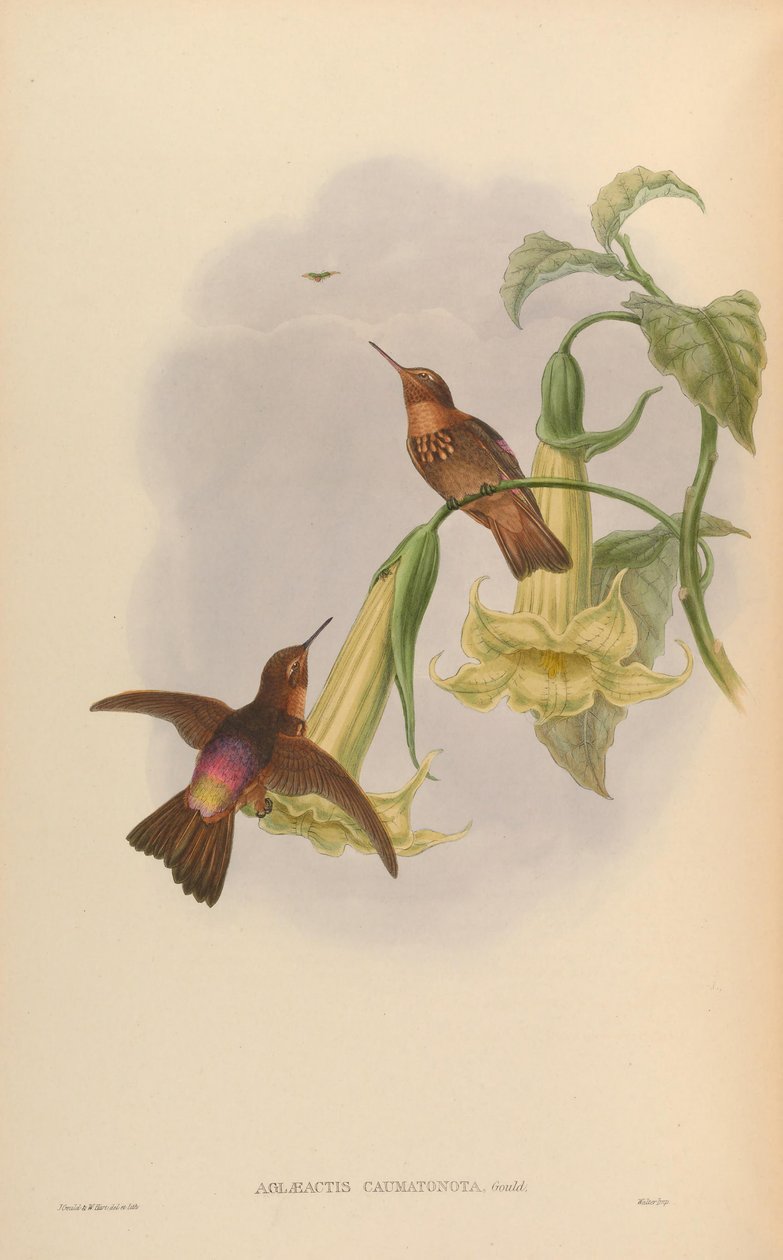 Aglaeactis caumatonota = Aglaeactis cupripennis caumatonotus av John Gould