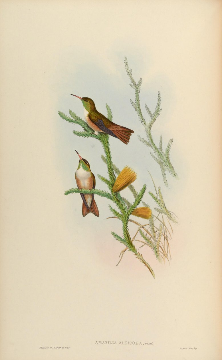 Amazilia alticola = Amazilia amazilia alticola av John Gould
