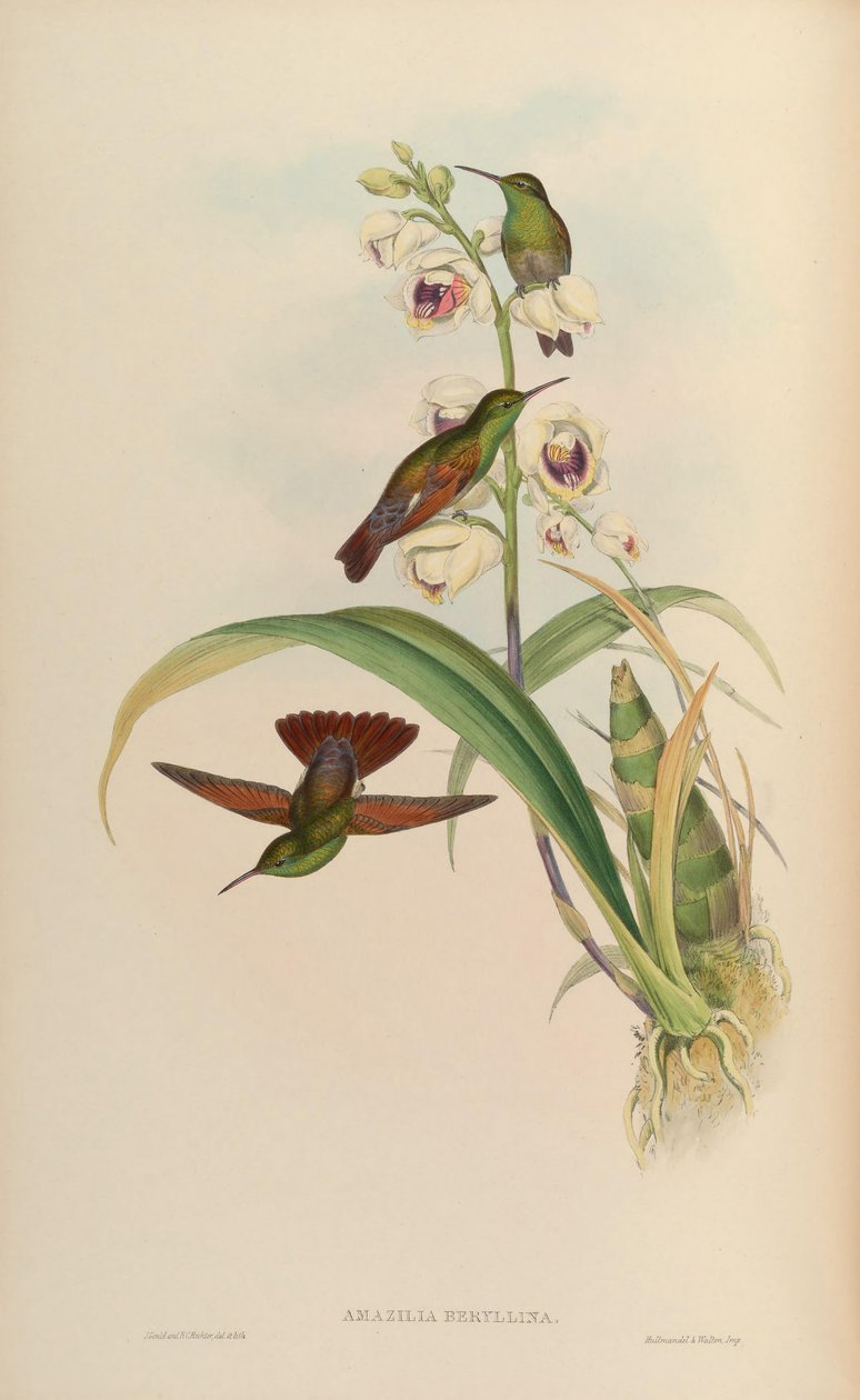 Amazilia beryllina av John Gould