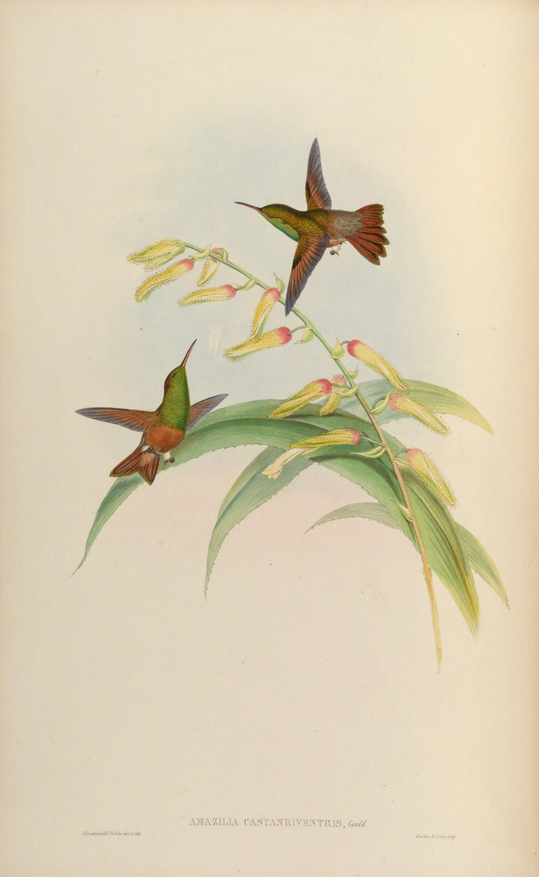 Amazilia castaneiventris av John Gould