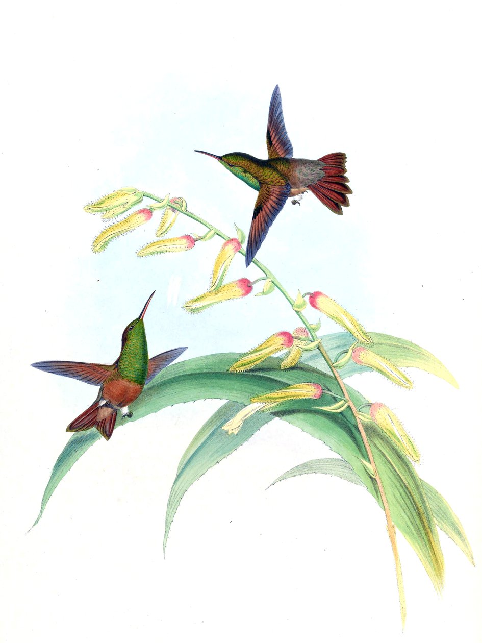Amazilia castaneiventris av John Gould