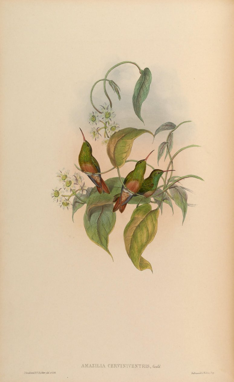 Amazilia cerviniventris = Amazilia yucatanensis cerviniventris av John Gould