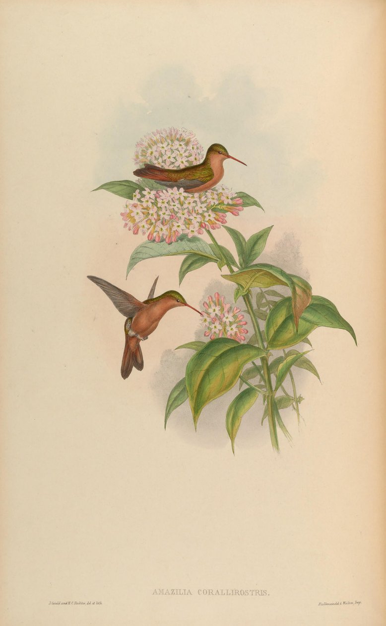 Amazilia corallirostris = Amazilia rutila corallirostris av John Gould