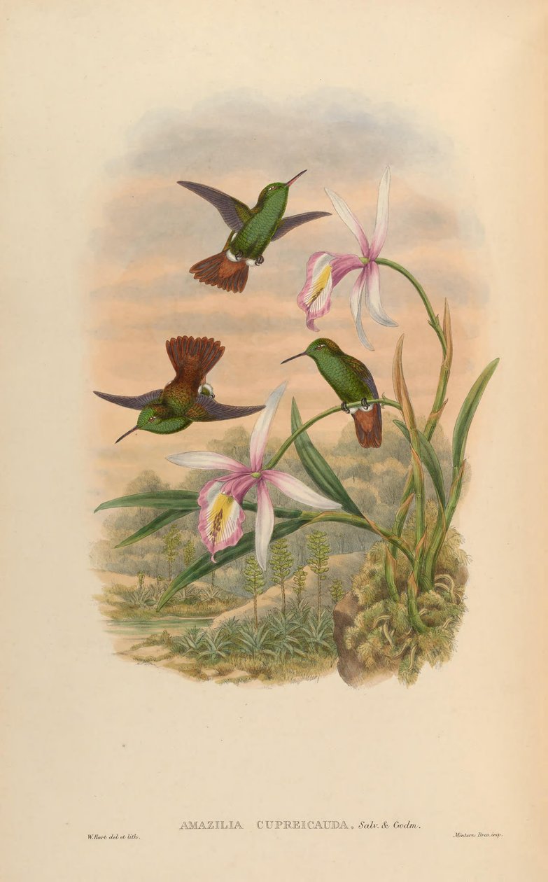 Amazilia cupreicauda = Amazilia viridigaster cupreicauda av John Gould