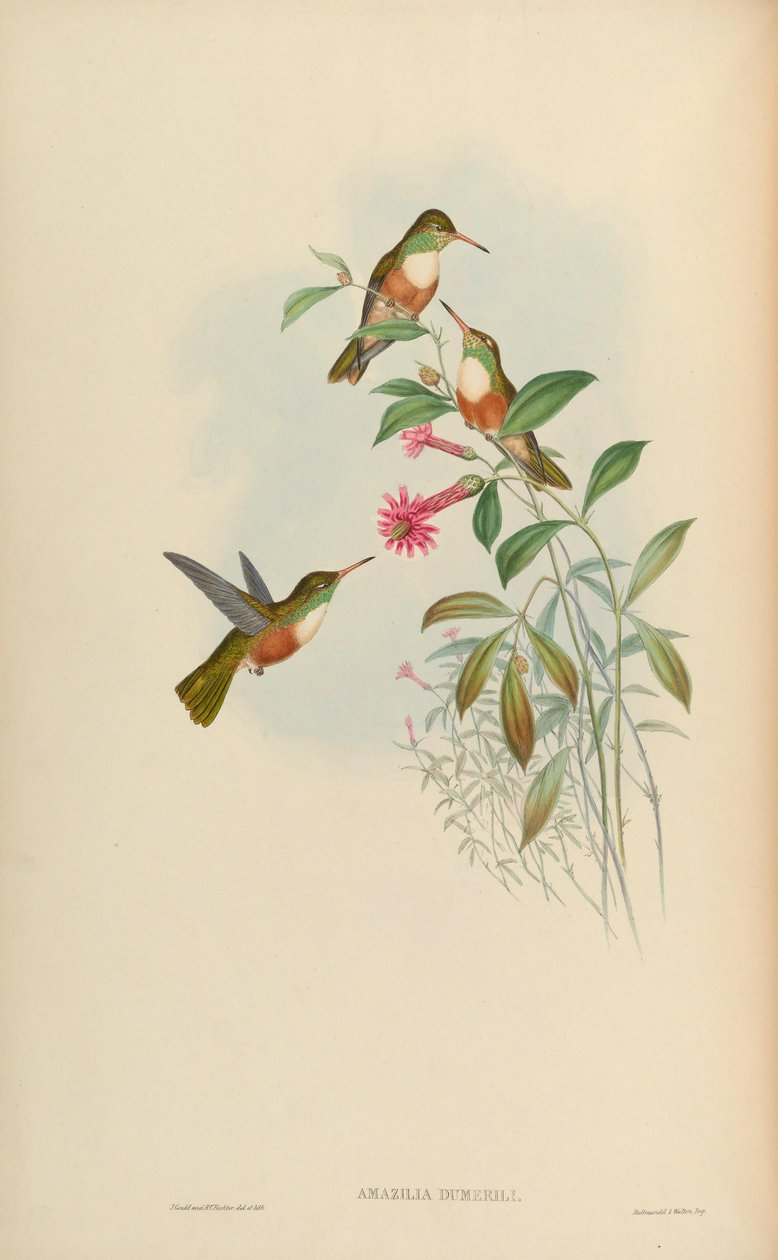 Amazilia dumerili = Amazilia amazilia dumerilii av John Gould