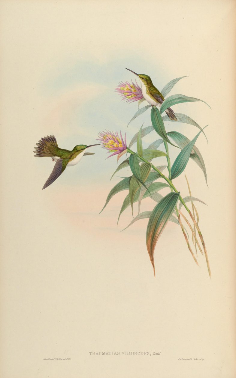 Amazilia leucogaster = Amazilia leucogaster av John Gould