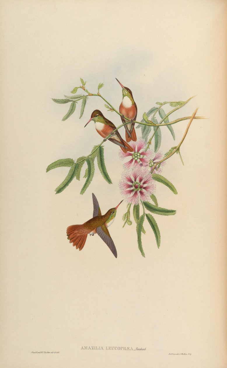 Amazilia leucophaea = Amazilia amazilia leucocephala av John Gould