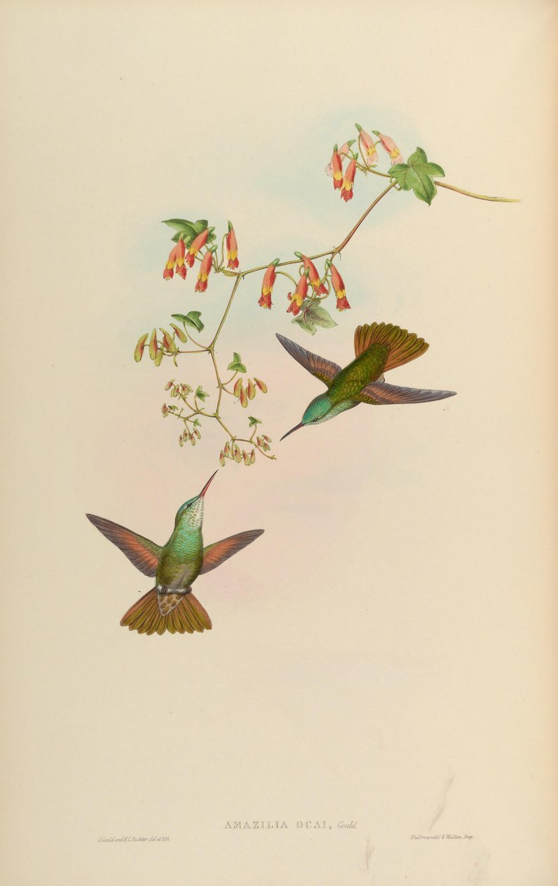 Amazilia ocai = Amazilia cyanocephala x Amazilia beryllina av John Gould