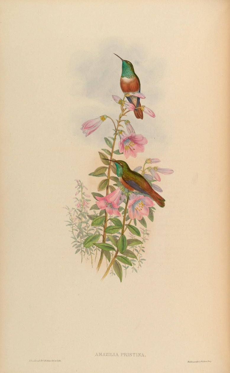Amazilia pristina = Amazilia amazilia pristina av John Gould