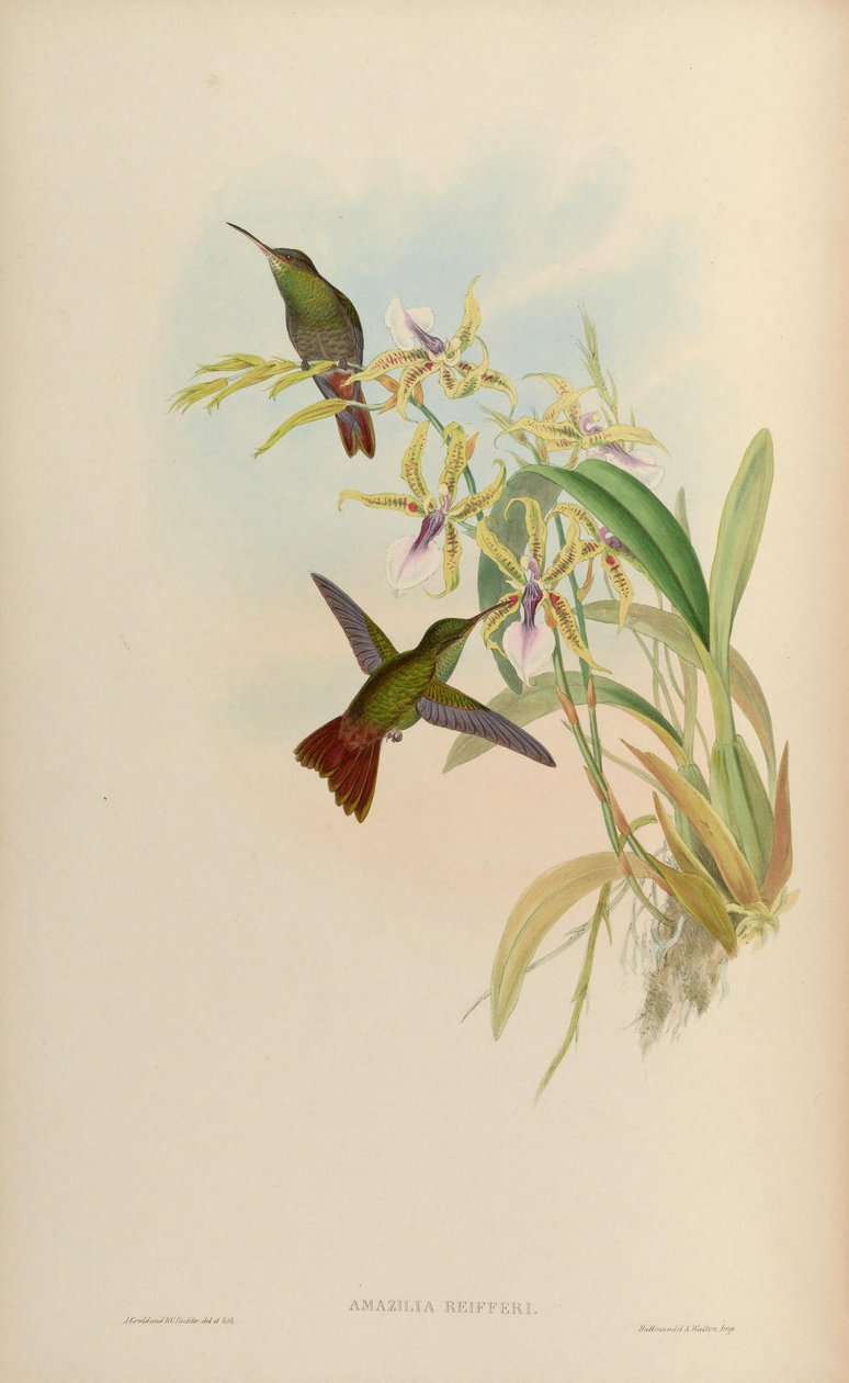 Amazilia riefferi = Amazilia tzacatl av John Gould