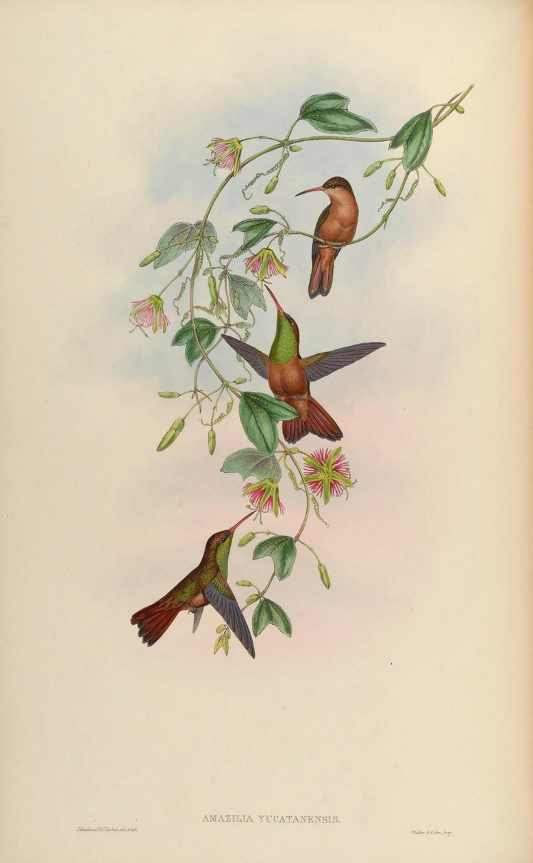 Amazilia yucatanensis av John Gould