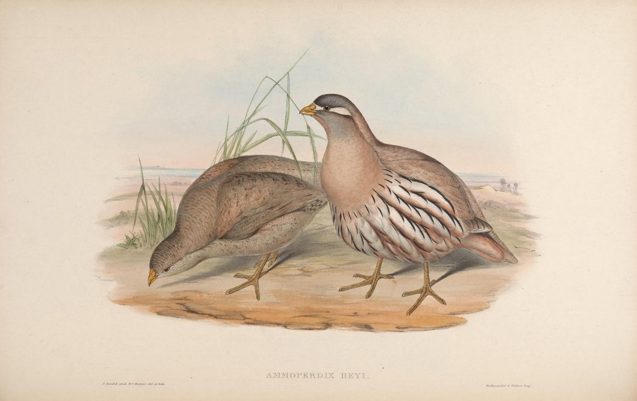 AM moper er lav og enkel av John Gould