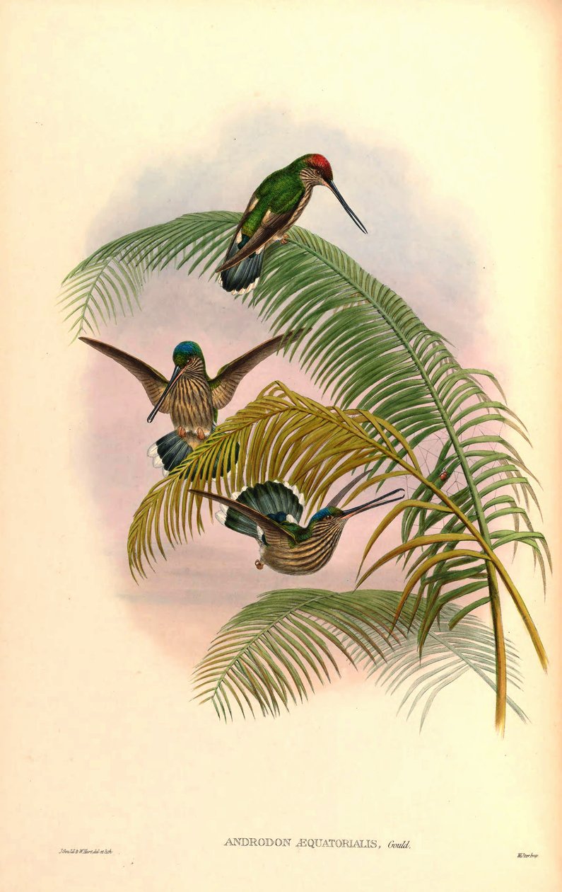 Androdon concolor av John Gould