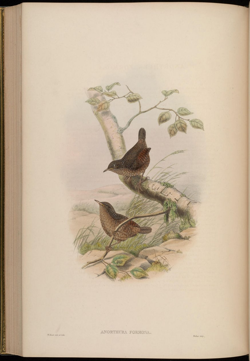 Anorthura formosa = Spelaeornis formosus av John Gould