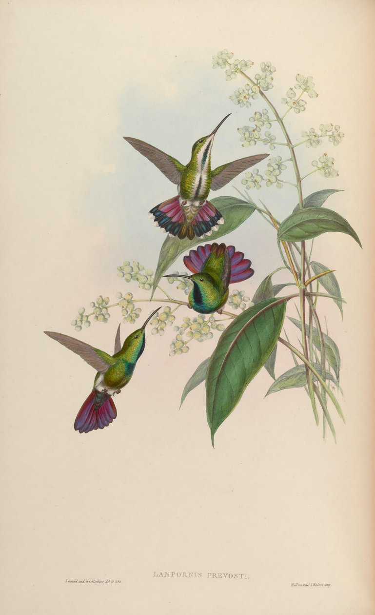 Anthrakotnorah Prevosti av John Gould