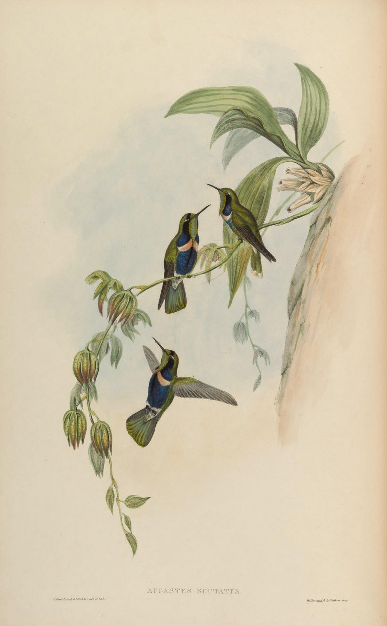 Augastes skjold av John Gould