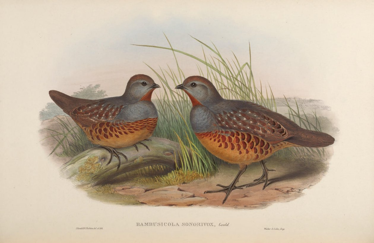 Bambusicola sonorivox = Bambusicola thoracicus sonorivox av John Gould