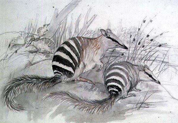 Banded anteater, 1800-tallet (blyant og vask) av John Gould