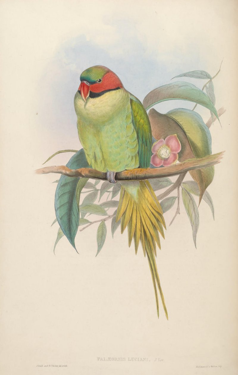Fugler i Asia av John Gould