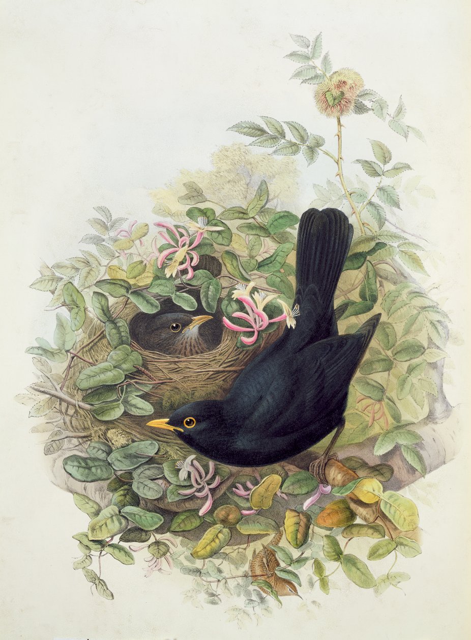Blackbird, 1873 (blyant, wc på papir) av John Gould