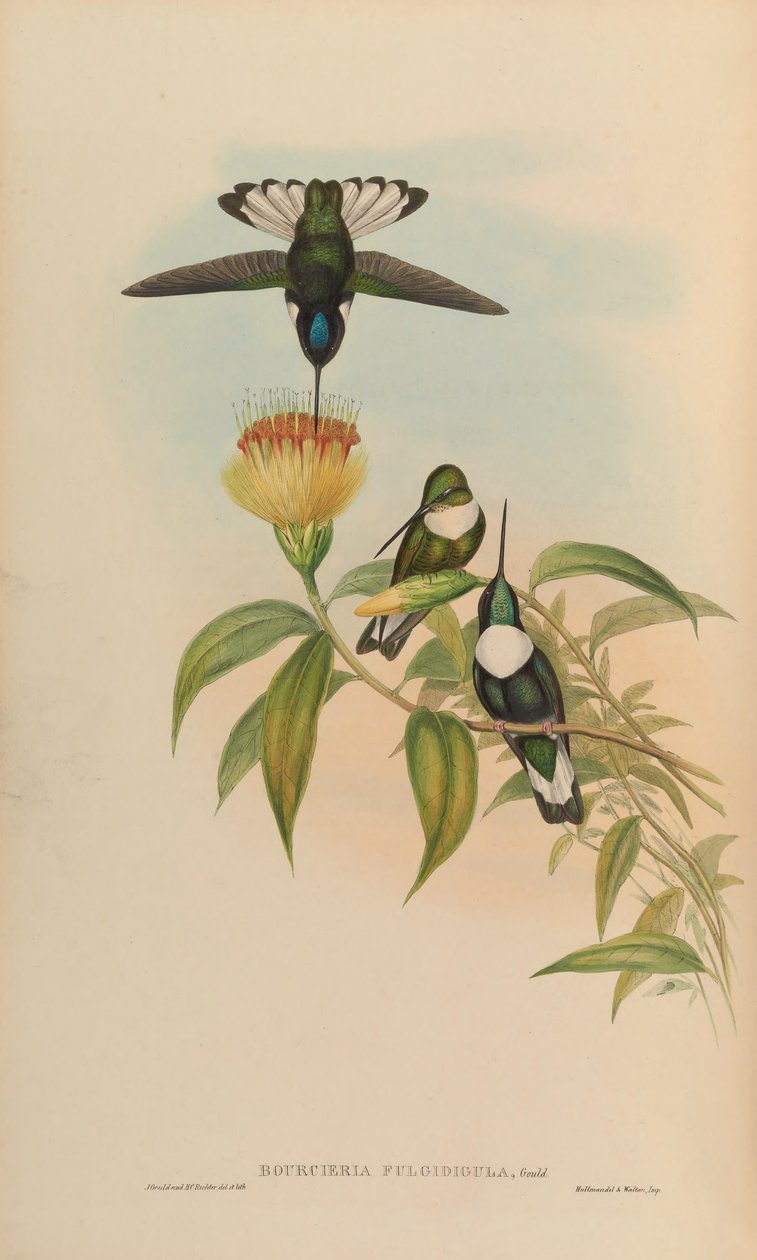 Bourciera fulgidigula = Coeligena torquata av John Gould
