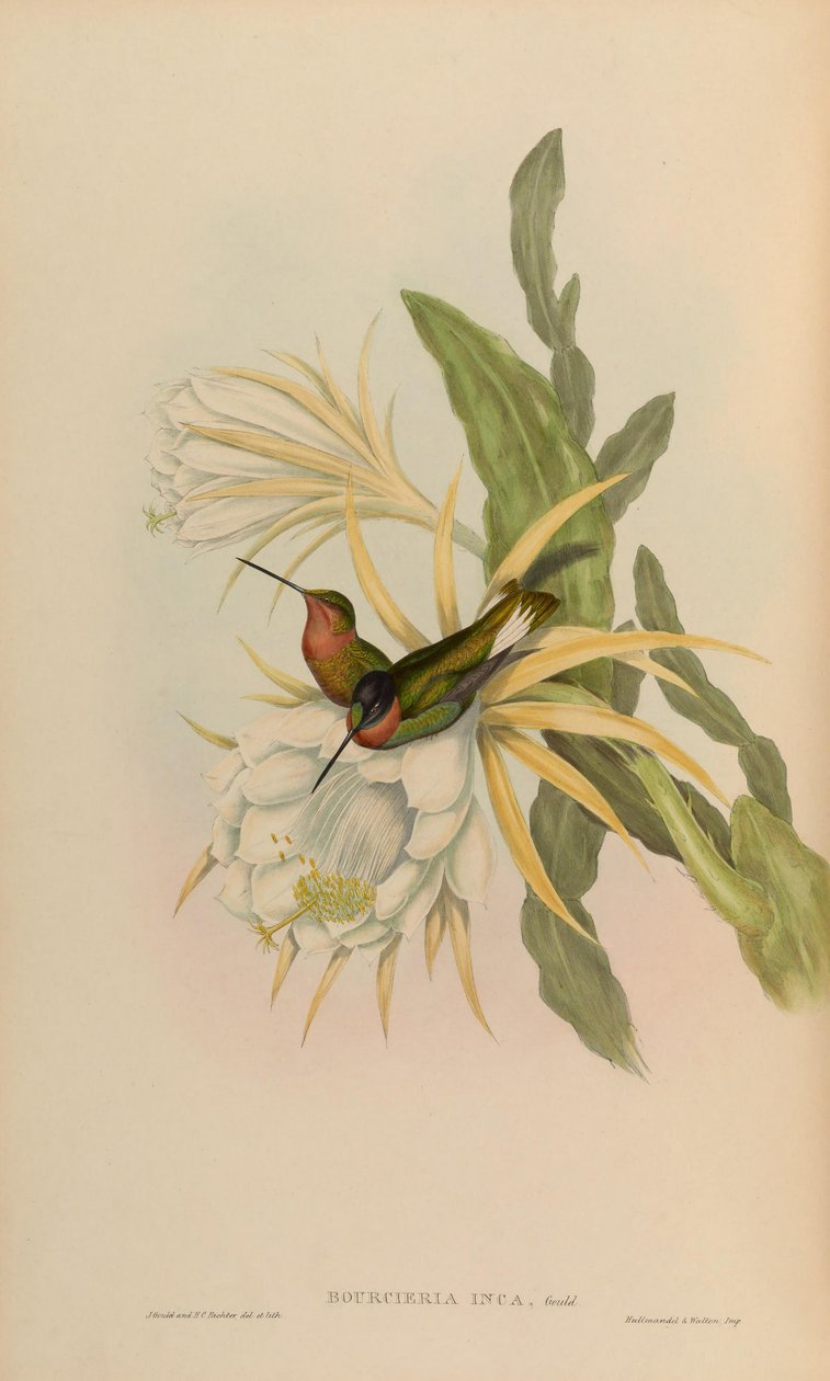 Bourciera inca = Coeligena torquata inca av John Gould