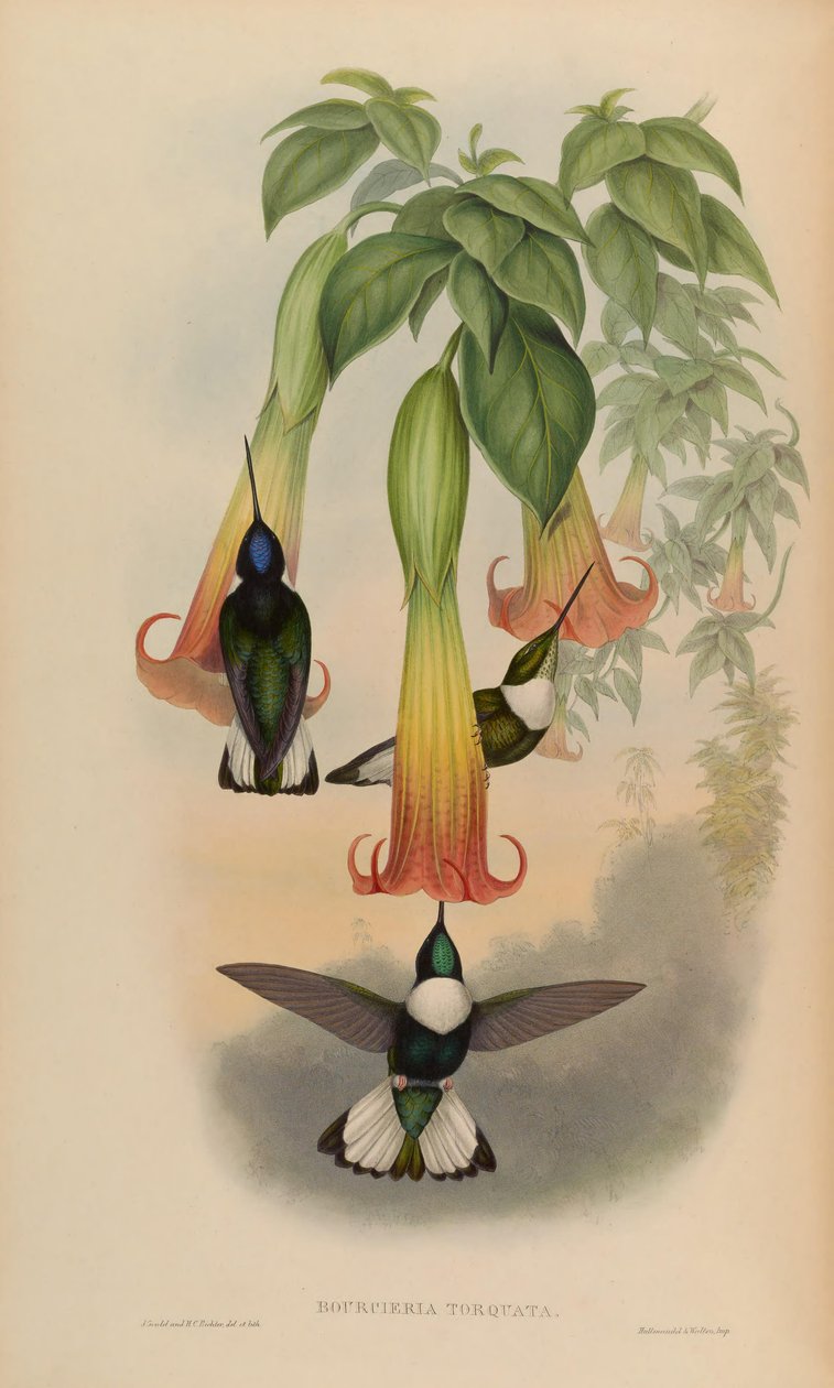Bourciera torquata = Coeligena torquata av John Gould
