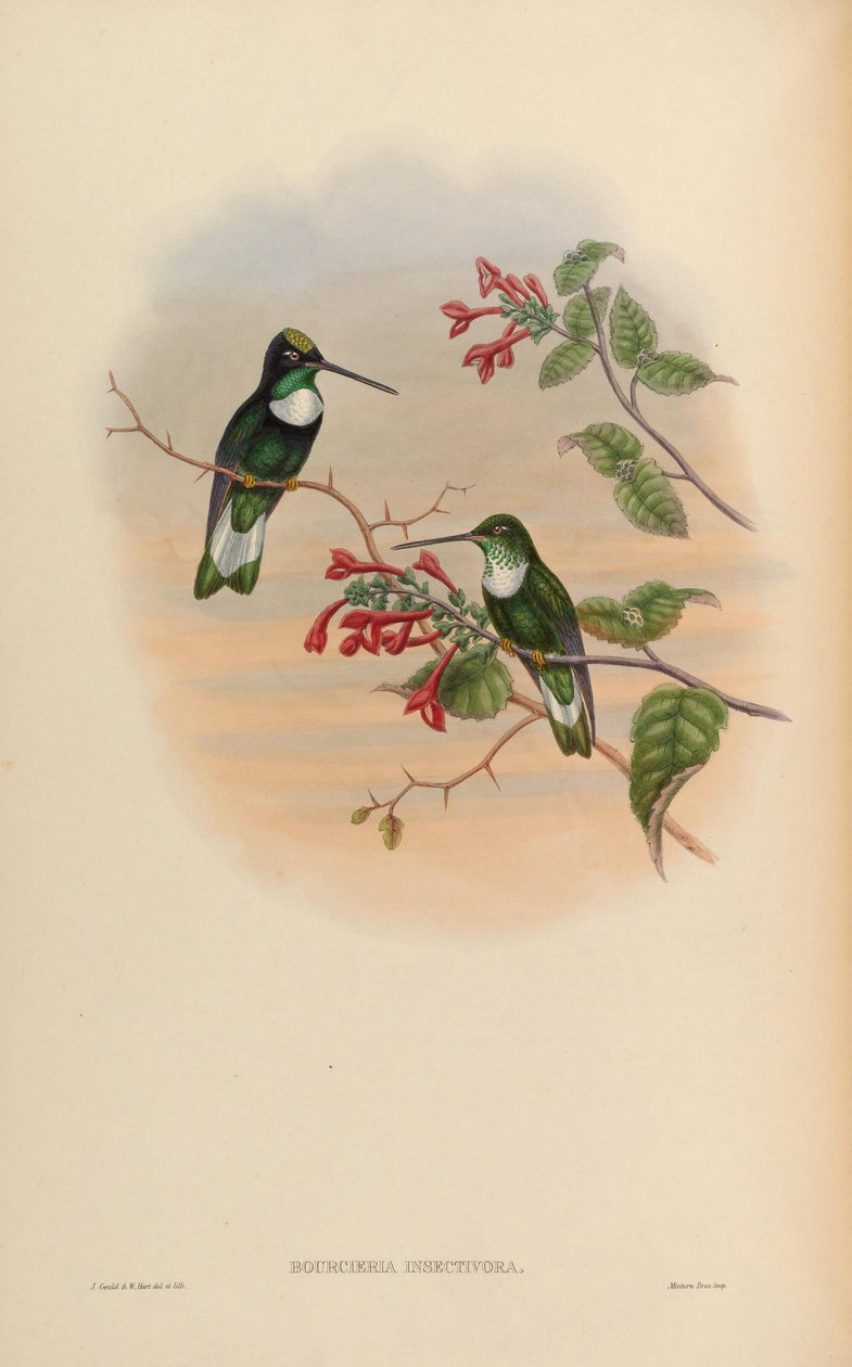 Bourcieria insectivora = Coeligena torquata insectivora av John Gould