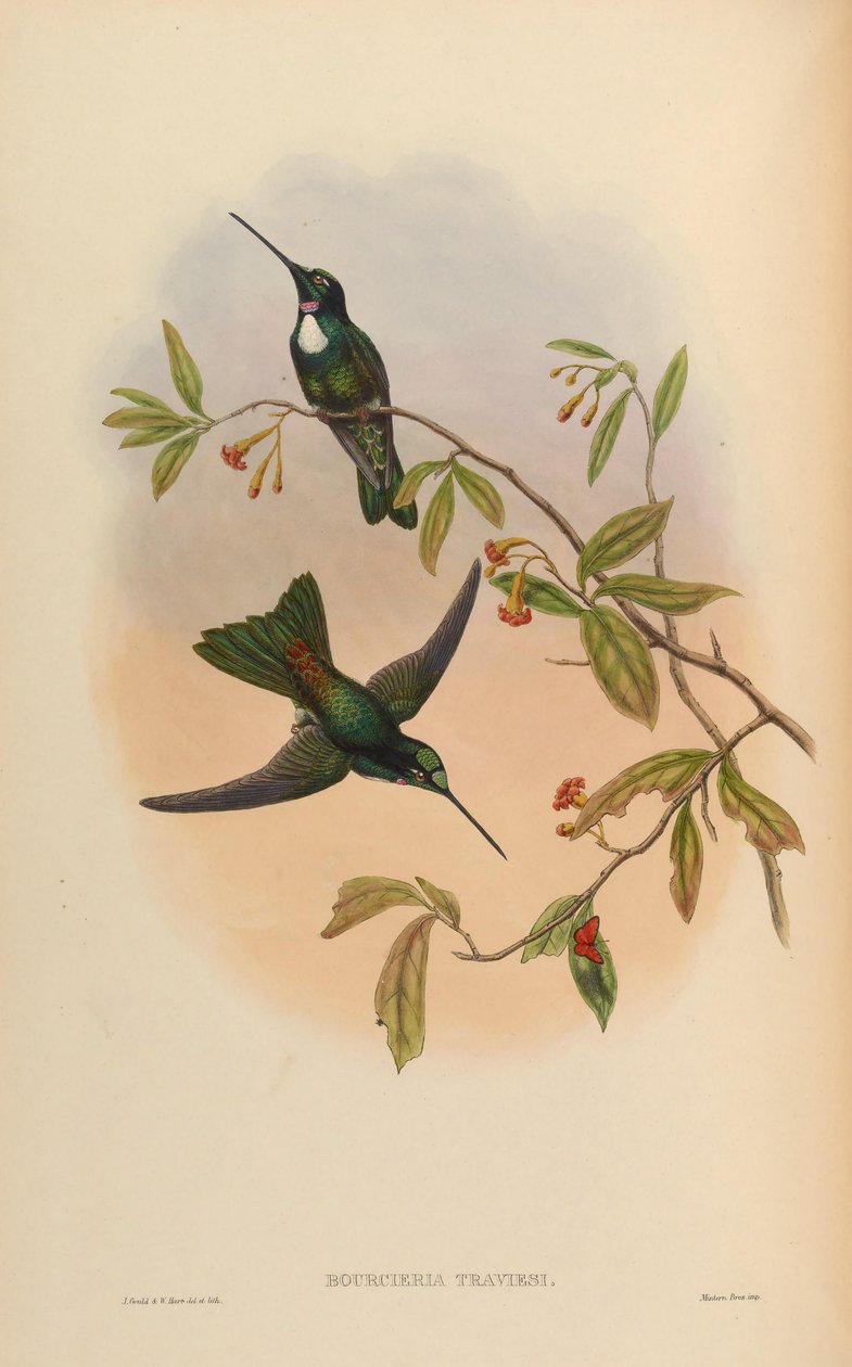 Bourcrieria insectivora = Coeligena torquata torquata av John Gould