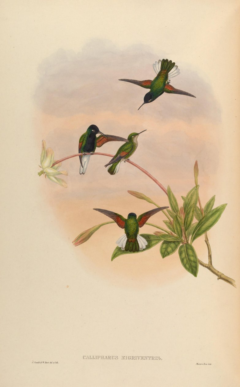 Callipharus nigriventris = Eupherusa nigriventris av John Gould