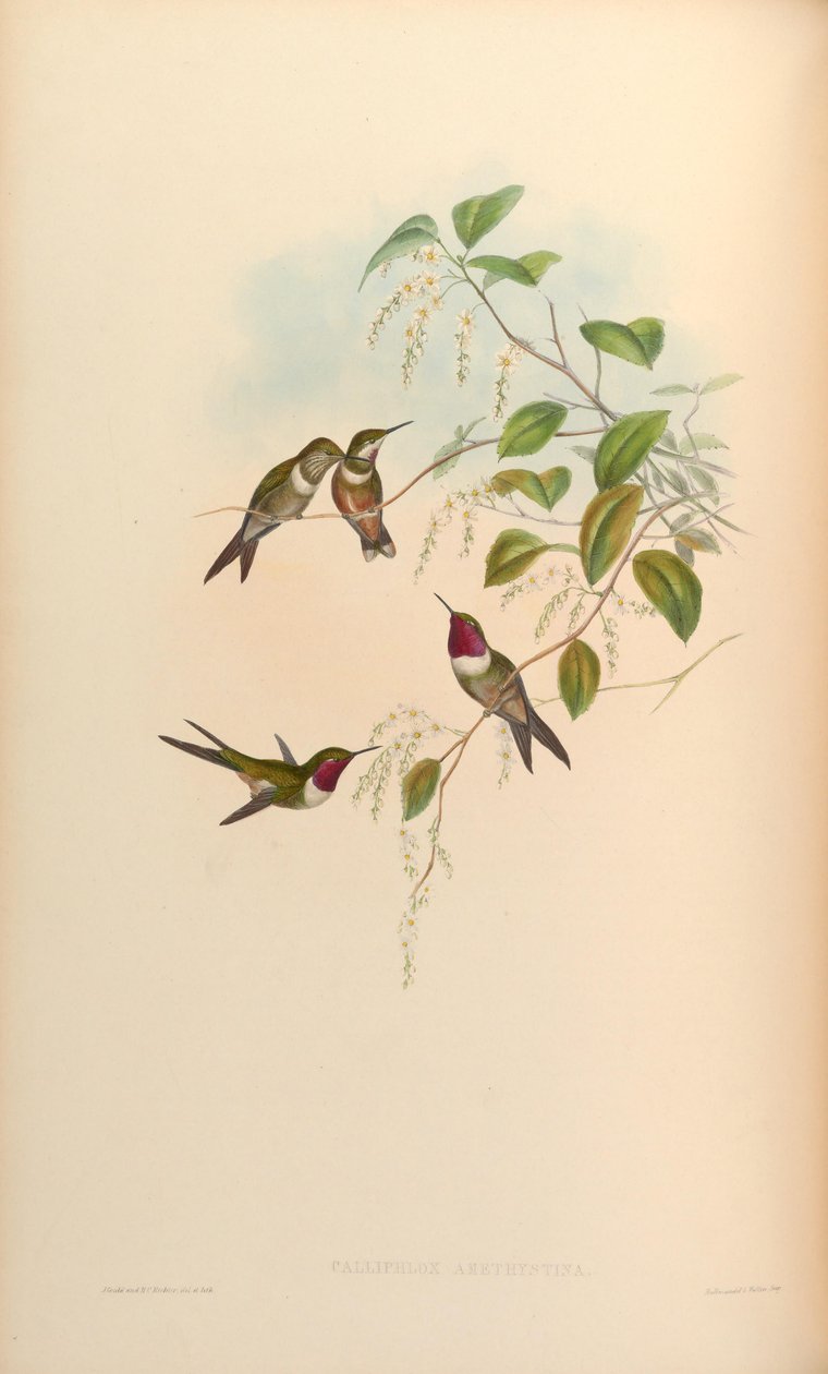 Calliphlox amethystina av John Gould