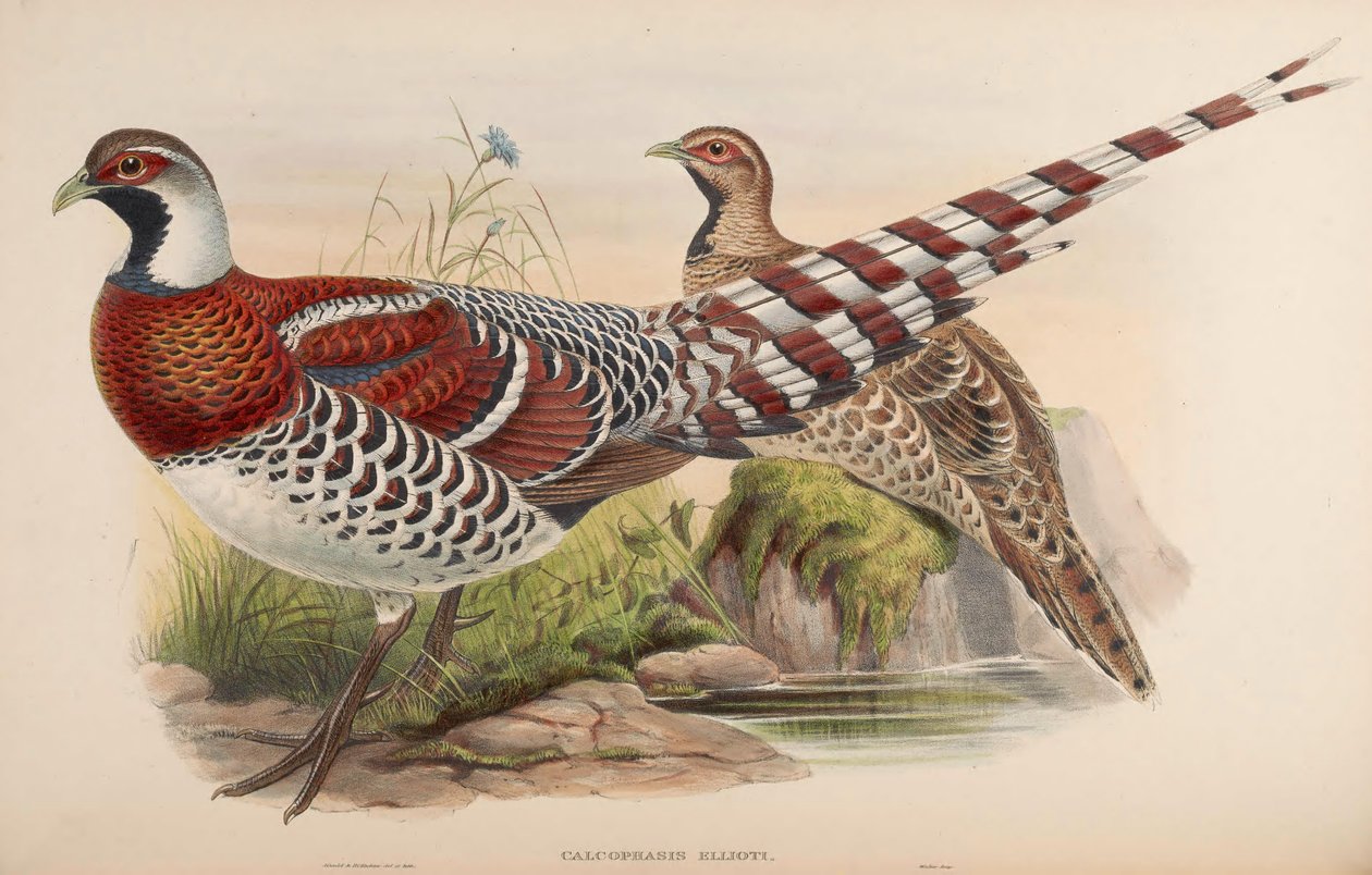 Kalofasis ellioti = Wire ellioti av John Gould